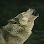 Wolf Wallpapers FullHD New Tab