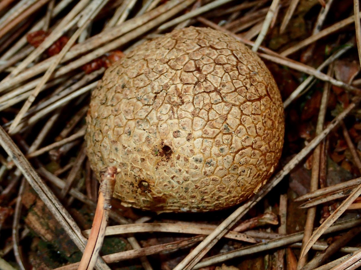 Common Earthball