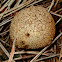 Common Earthball