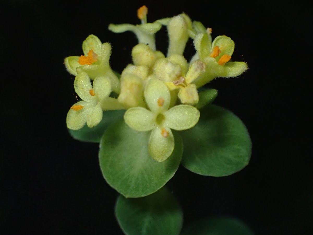 Yellow Rice Flower