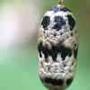 Cocoon of Ichneumon Wasp