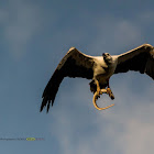 WHITE BELLIED SEA EAGLE