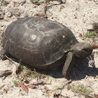 Gopher tortoise