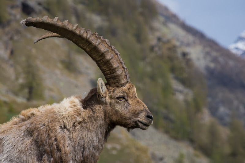 Il re del Gran Paradiso di Barbara Surimi