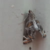 Petrophilia Moth