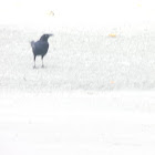 Great Tailed Grackle