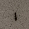 Crane-fly