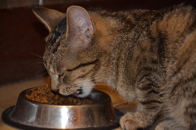 katze frisst trockenfutter aus gefuelltem napf