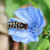 Hoverfly