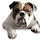 Bulldog HD Wallpapers Dogs and Puppies Theme