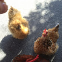 Silkie Chicken (hen)