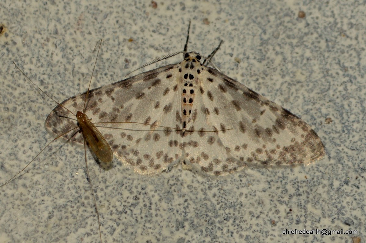 moth