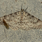 moth