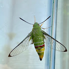 Pellucid Hawk Moth