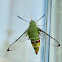 Pellucid Hawk Moth