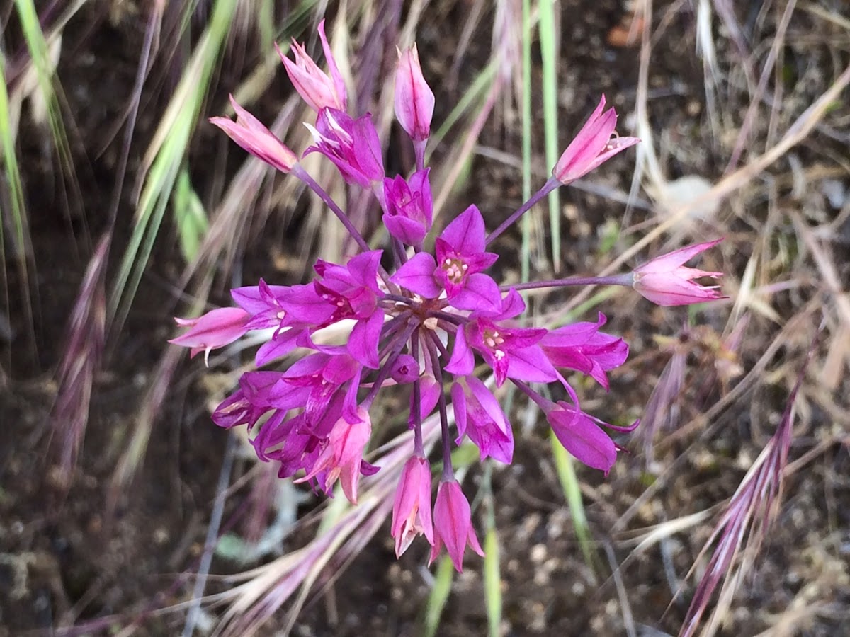 Peninsular Onion