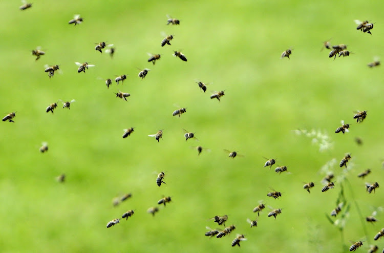 Biodiversity crisis harms us all, says World Conservation Fund. Picture: DAVID W CERNEY/REUTERS