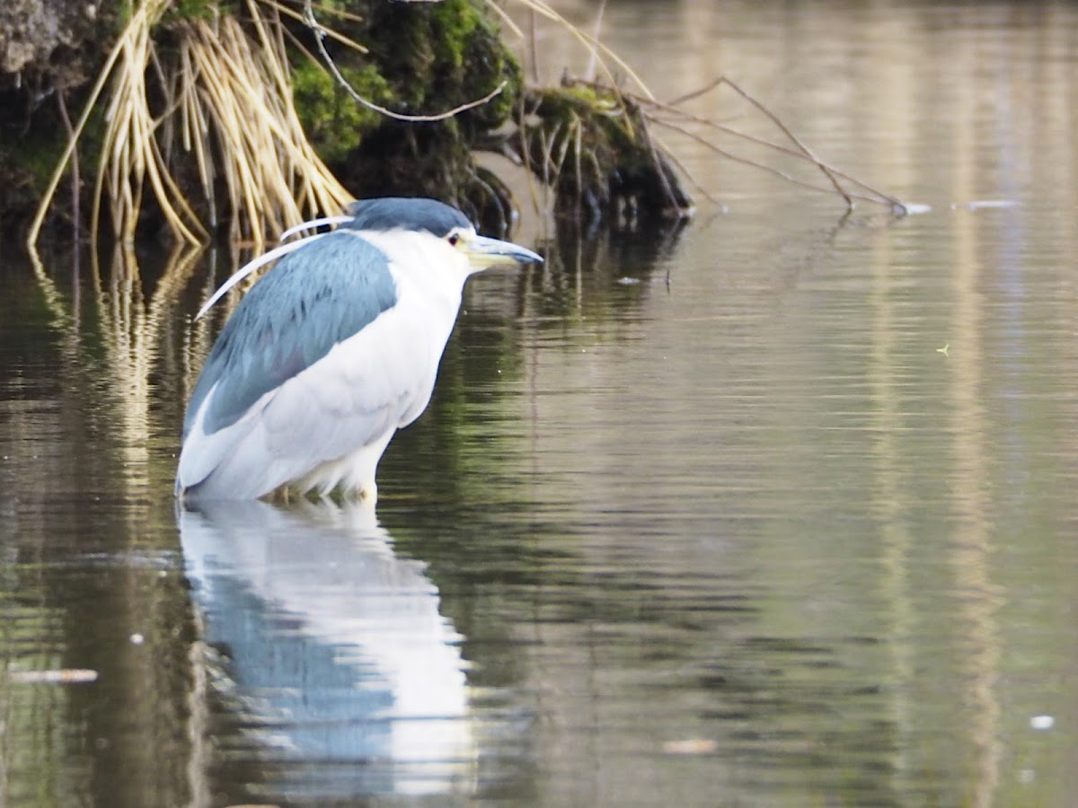 Black-crowned Night-Heron