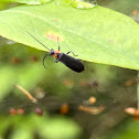 Soldier Beetle