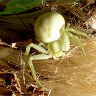 Flower Crab Spider