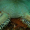 Green Brittlestarfish