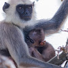 Gray Langur, Hanuman Monkey, Bengal sacred langur