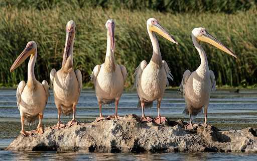 Flock of pelicans