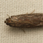 Snout Moth