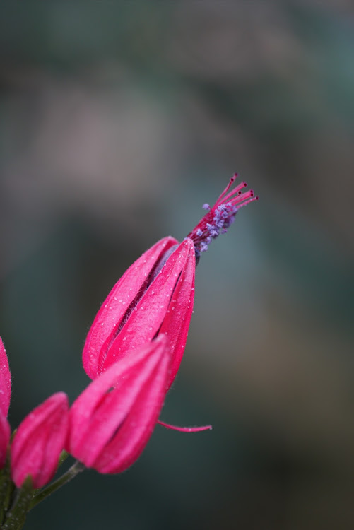 CX-5の岩手・KEもいいぞ・A7Riii・SIGMA105mmf2.8macro・写活に関するカスタム事例の投稿画像9枚目