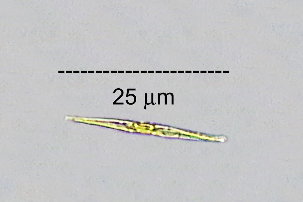 Epilithic Diatom