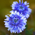 Globularia