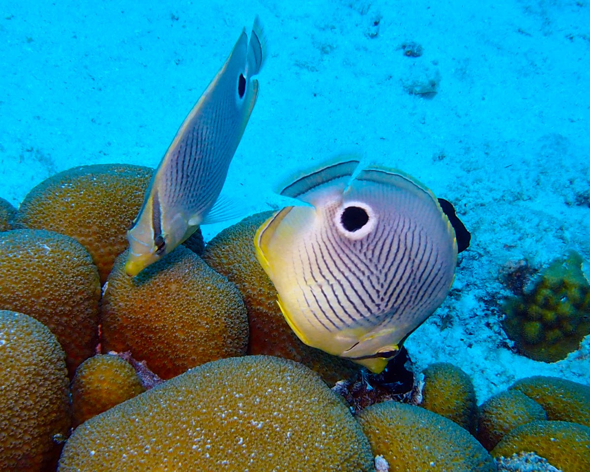 Foureye Butterflyfish