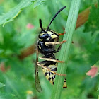 Common wasp