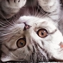 Cutest Cat Chrome extension download