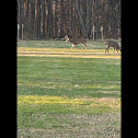 White-Tailed Deer