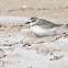 Wilson's Plover