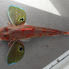 Pacific Red Gurnard