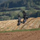 Carrion crow