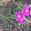 Garden Cosmos