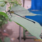 Marsh Dancer Damselfly