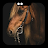 Running Horse Wallpaper icon