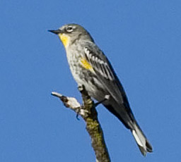 Yellow-rumped Warbler