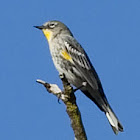 Yellow-rumped Warbler