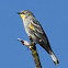 Yellow-rumped Warbler