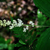 False Solomon's Seal