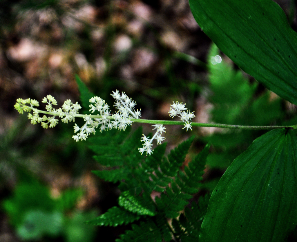 False Solomon's Seal