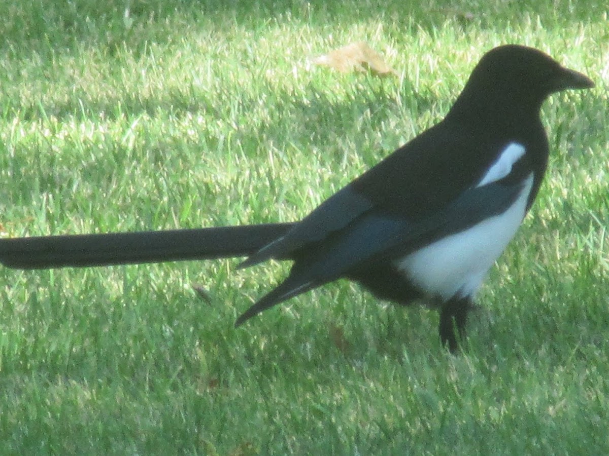 Black-billed Magpie