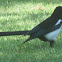 Black-billed Magpie