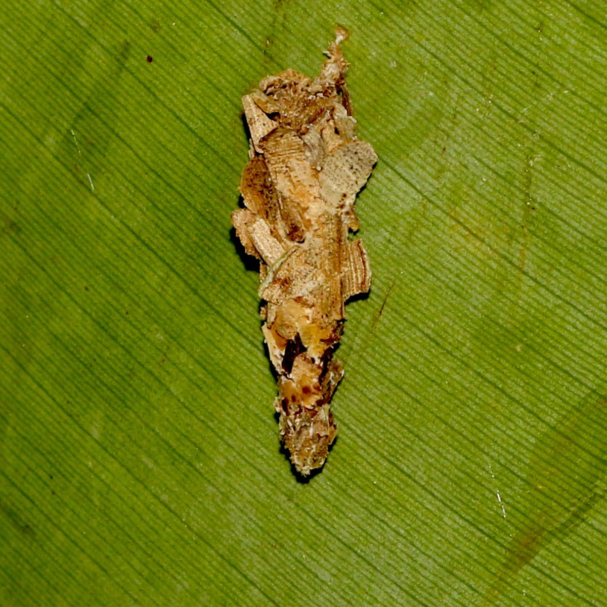 Bagworm Moth