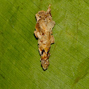 Bagworm Moth